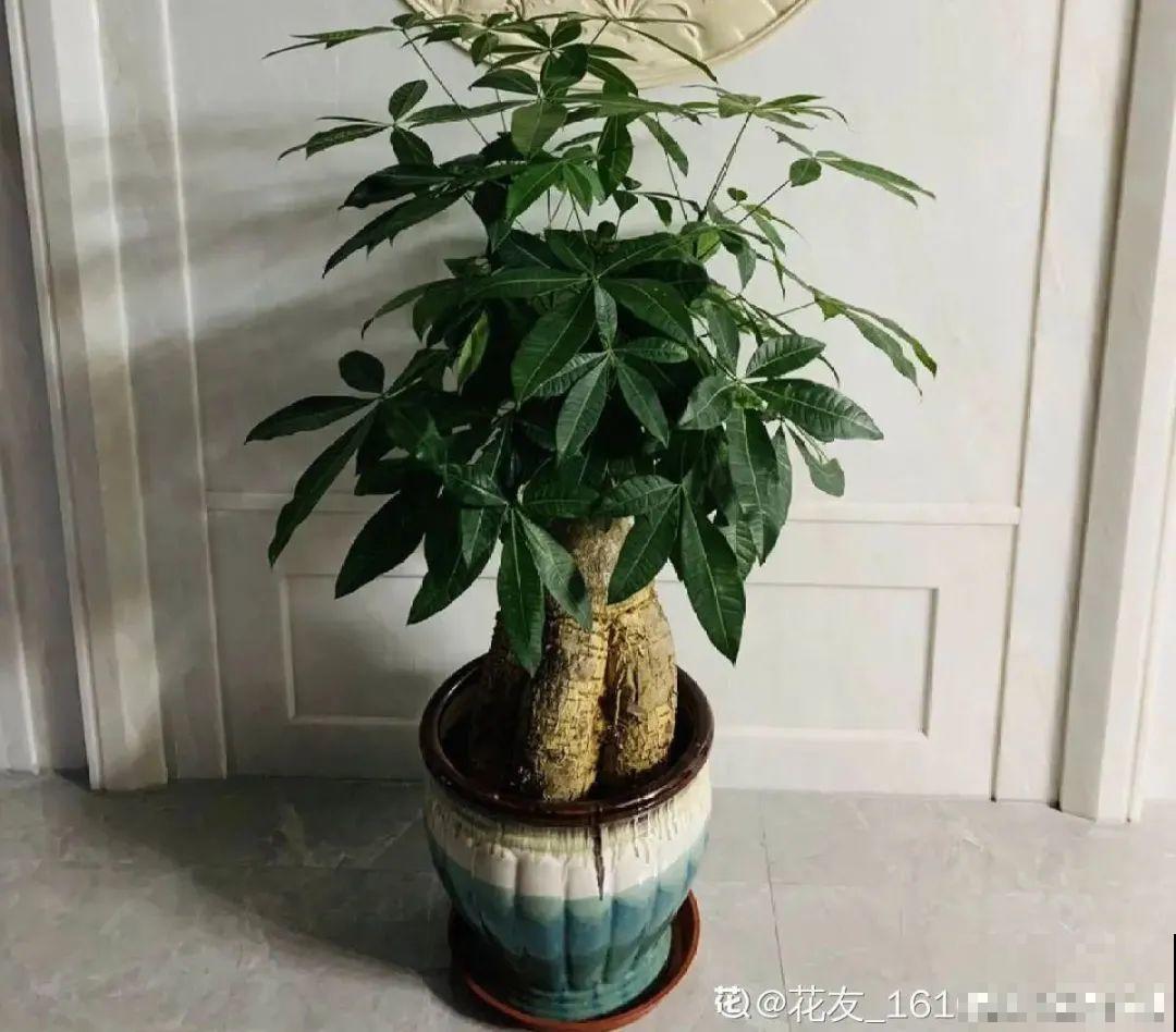 植物长了个大肚子，超级耐旱，一个月不浇水也死不了