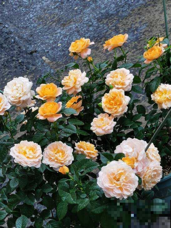 5个养花好方法,养花高手们都在用,特简单 5个养花好方法,养花高手们都在用,特简单