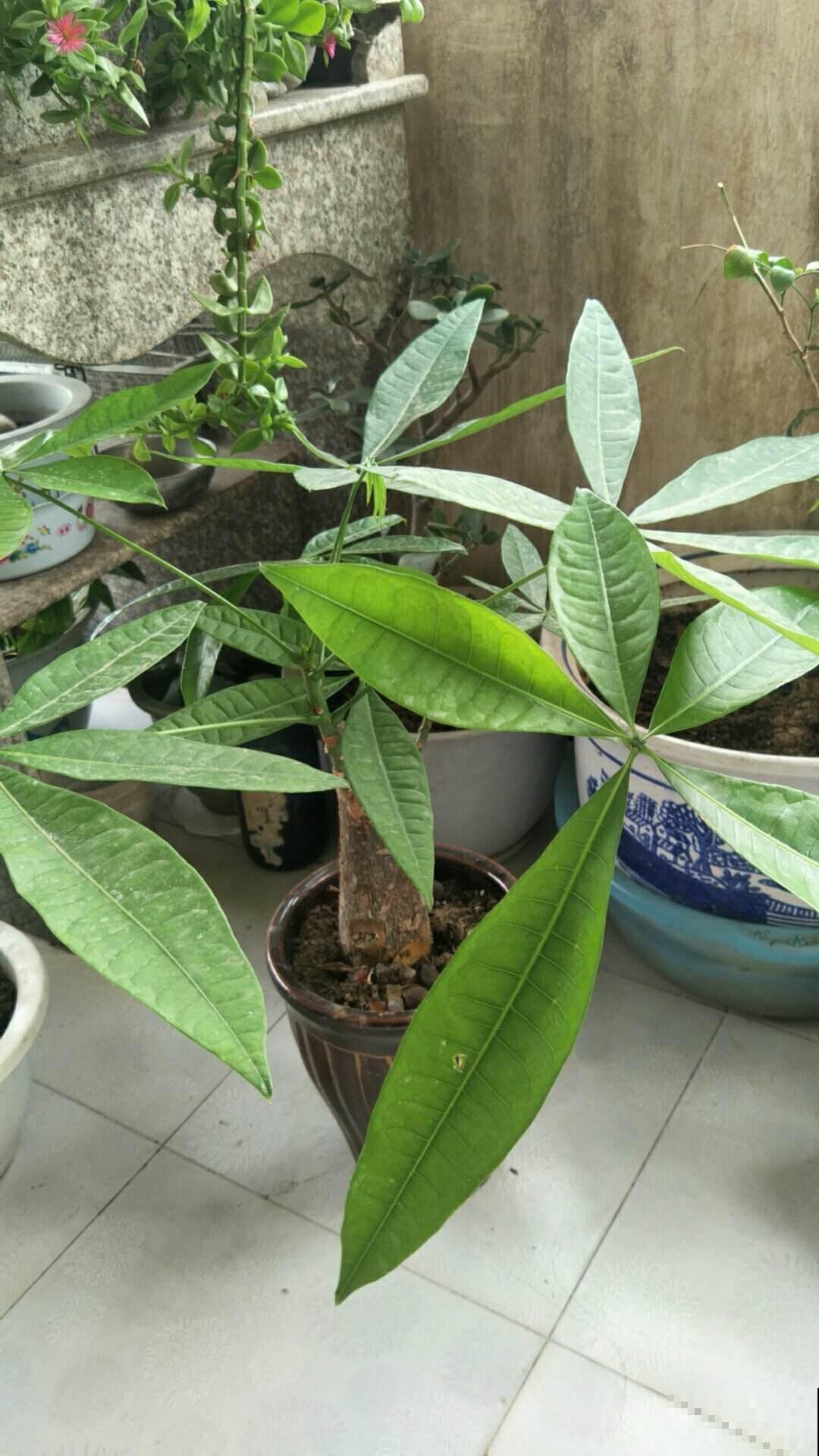 发财树总是掉叶子?那是你的方法出岔子了,现在教你怎么做! 发财树总是掉叶子?那是你的方法出岔子了,现在教你怎么做!