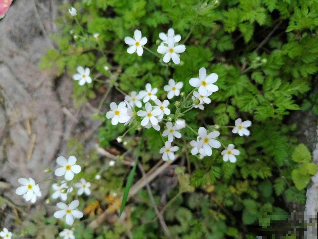超好看的小野花，春天野外一大片，挖几棵回家还能泡茶