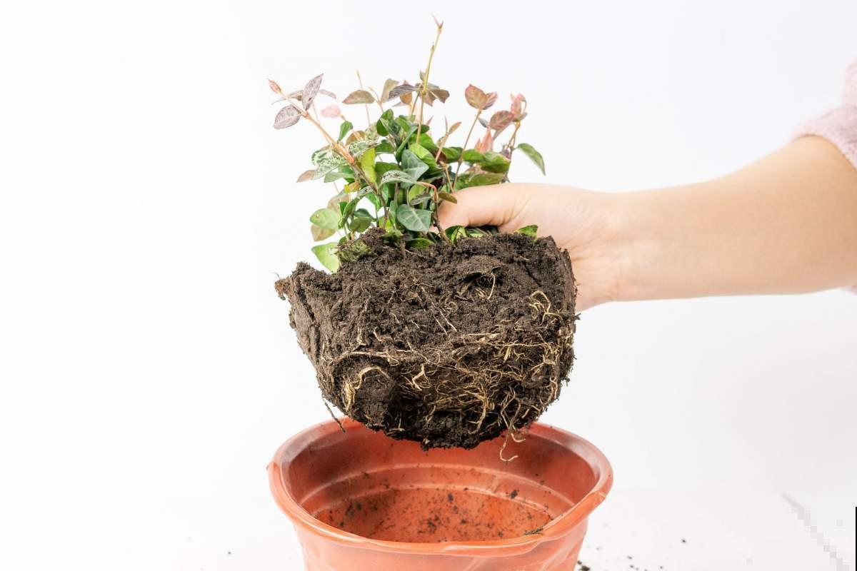 植物换盆技巧,成活率高,换完植物又绿又壮! 植物换盆技巧,成活率高,换完植物又绿又壮!