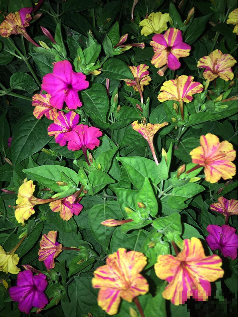 院子角落不能忽略,撒一把花种,年年都开花 院子角落不能忽略,撒一把花种,年年都开花