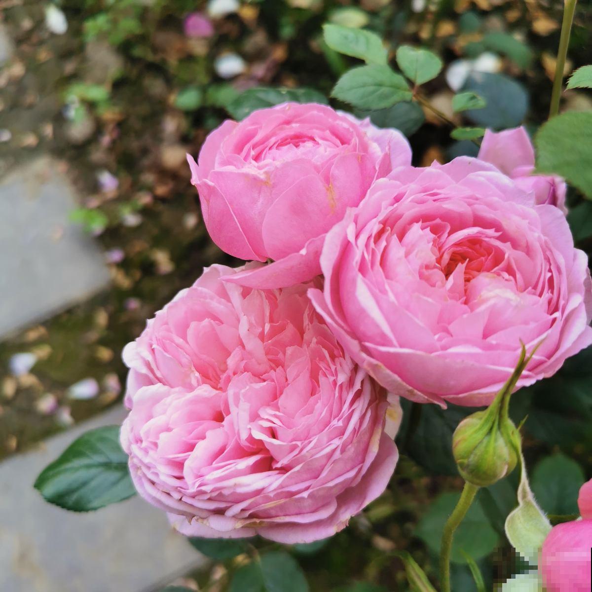 “阳台党”的福音!5种微月适合小阳台,养一盆就能开爆 “阳台党”的福音!5种微月适合小阳台,养一盆就能开爆