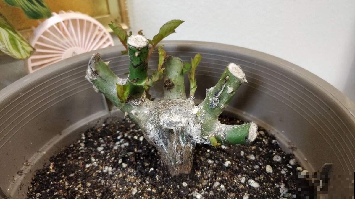 植物不是养的越老越好，3种花越年轻开花越多，老了反而不开花