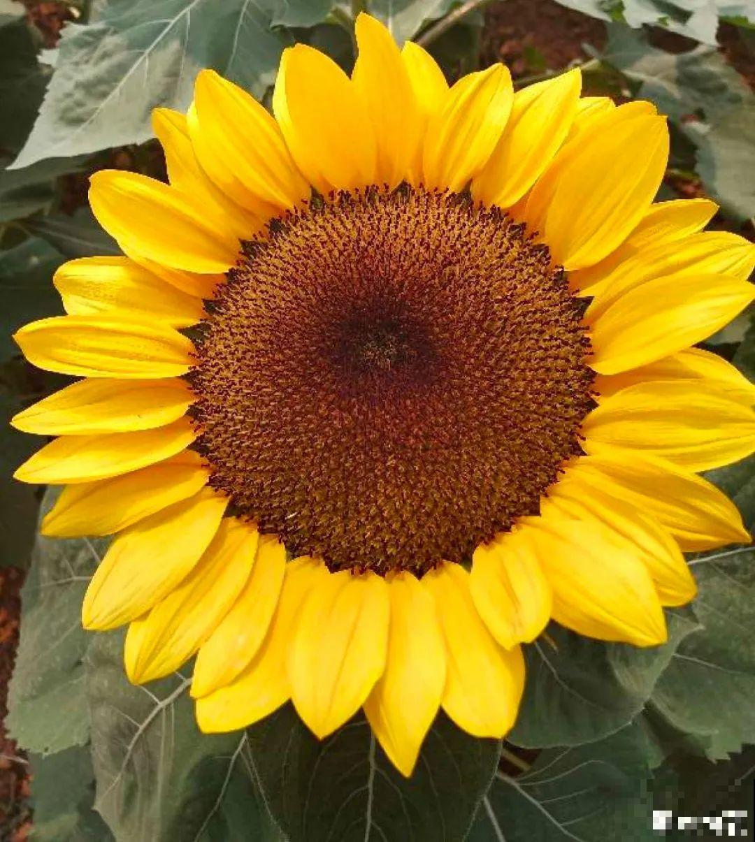 家里养盆“大脸”花，开花巨无霸，看着就喜庆