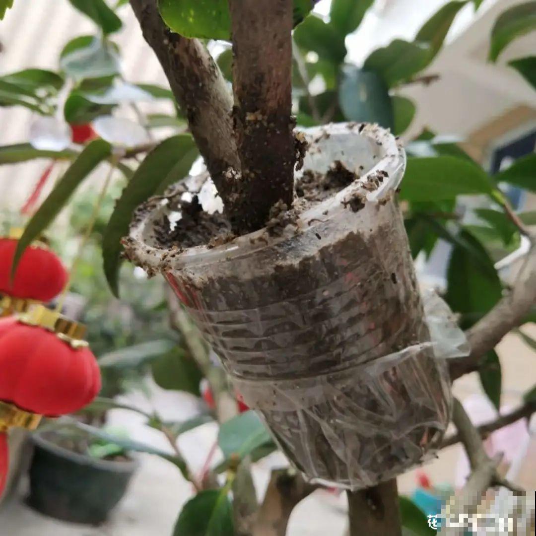 春天最佳繁殖季，扦插播种分株压条，成活率特高