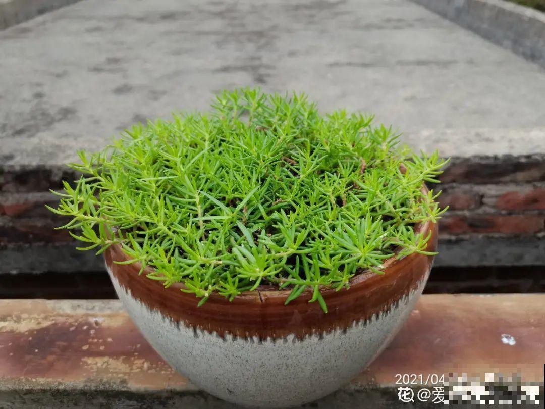 11种常见花，现在扦插，成活率特高