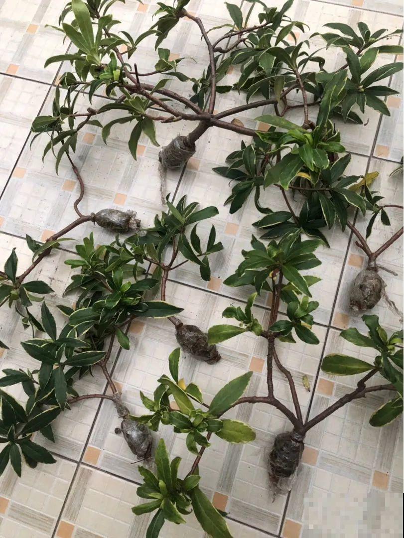 春天最佳繁殖季，扦插播种分株压条，成活率特高