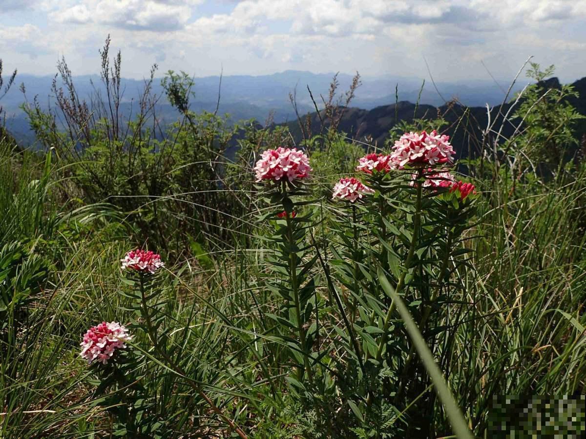现实中这两种草,竟是武侠里的断肠草,毒性太强,一碰即“断肠” 现实中这两种草,竟是武侠里的断肠草,毒性太强,一碰即“断肠”