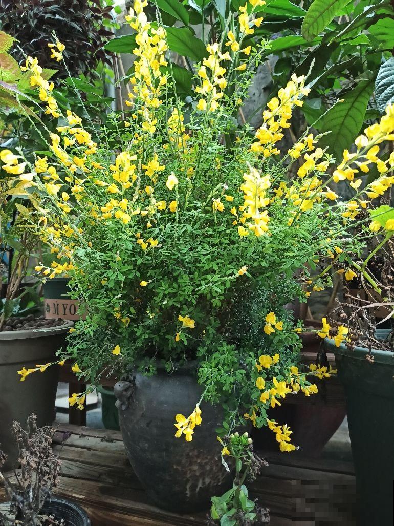 一种花开花金灿灿,一骨碌全是花,寓意很不错 一种花开花金灿灿,一骨碌全是花,寓意很不错