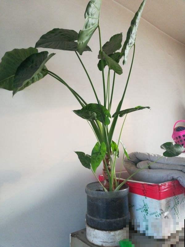 家里养花,可以试试有禅意的植物,能静心,能怡情! 家里养花,可以试试有禅意的植物,能静心,能怡情!