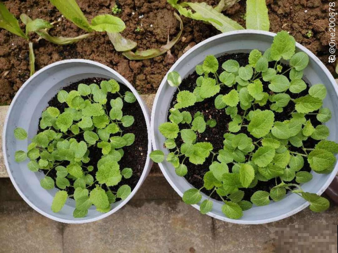 20种花不用买，开完花等20天，爆出好多种子！