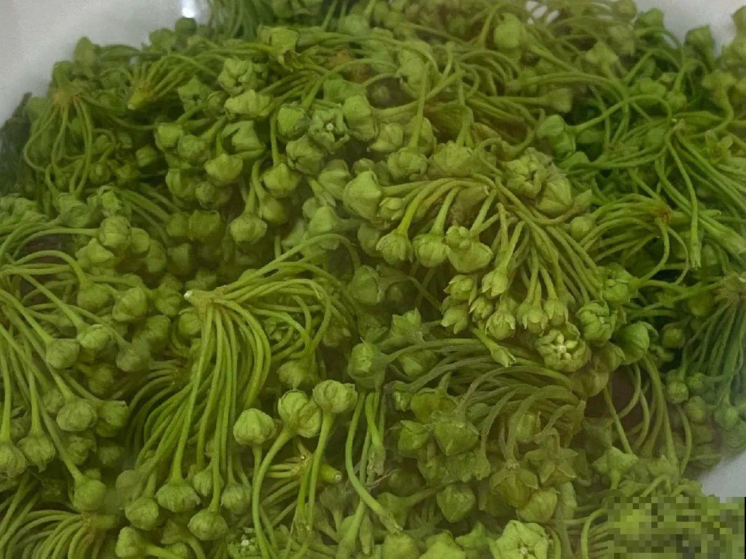 香飘飘的花,吃一口满嘴花香,再不吃就没了 香飘飘的花,吃一口满嘴花香,再不吃就没了