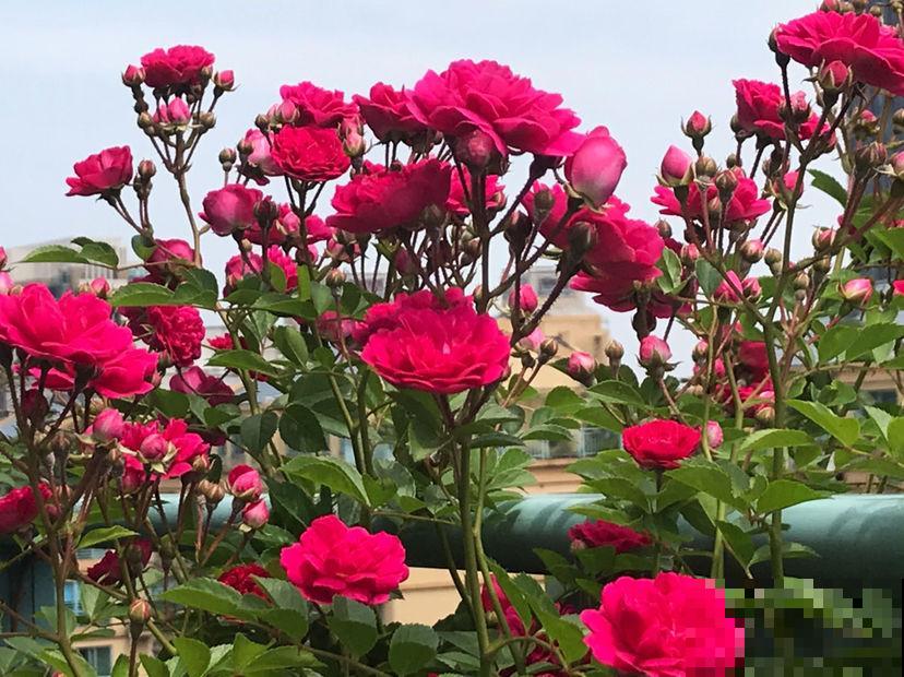这个季节最适合蔷薇扦插,掌握这些技巧,轻松花开满墙! 这个季节最适合蔷薇扦插,掌握这些技巧,轻松花开满墙!