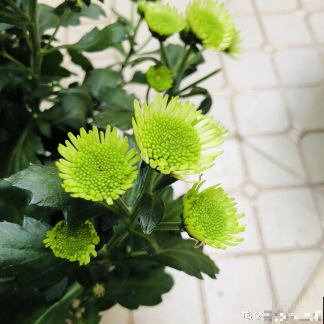 春天养盆绿色花,看着清爽干净,今年一定要养一盆 春天养盆绿色花,看着清爽干净,今年一定要养一盆