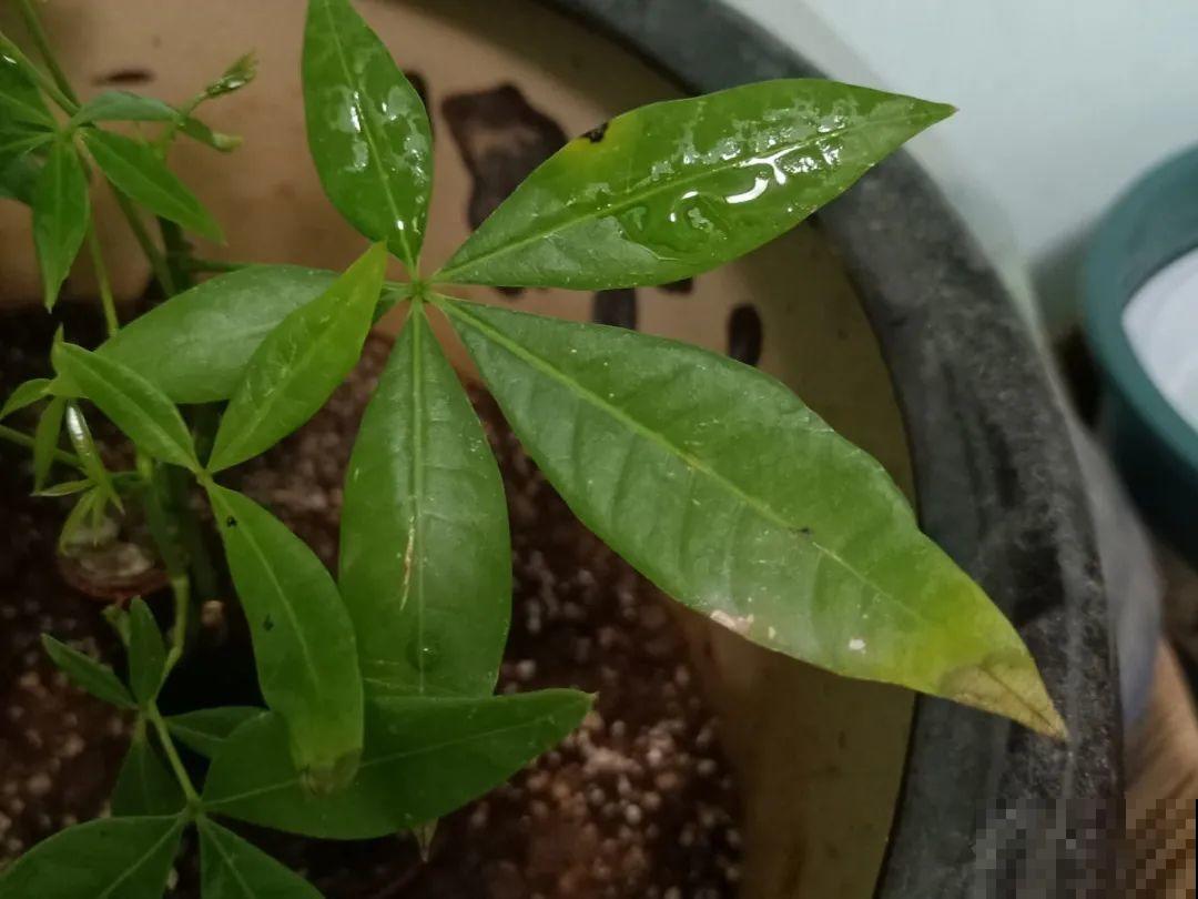 3月份养花,别急着搬出屋外,花容易死翘翘 3月份养花,别急着搬出屋外,花容易死翘翘