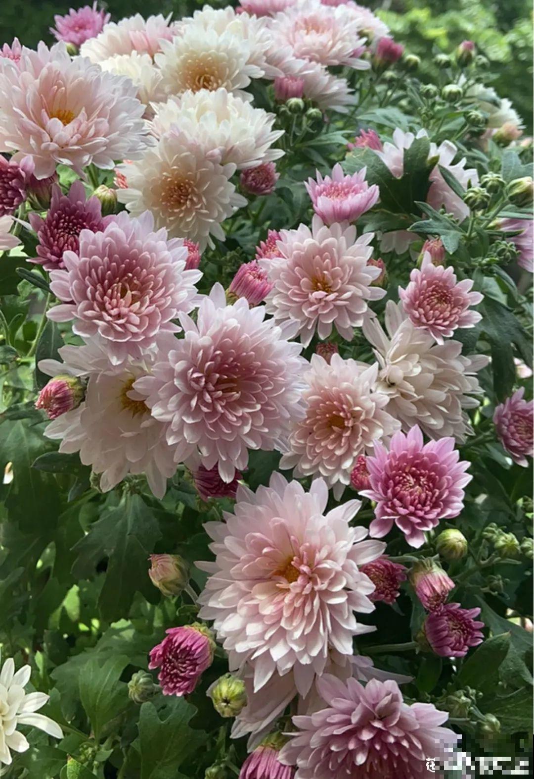 晒不死、热不死的花,越晒花越多,越热长越快 晒不死、热不死的花,越晒花越多,越热长越快