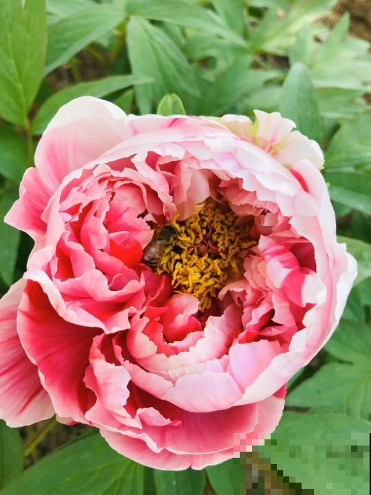 有的花需要穷养，有的花需要富养，选择合适的养花方法，才是关键