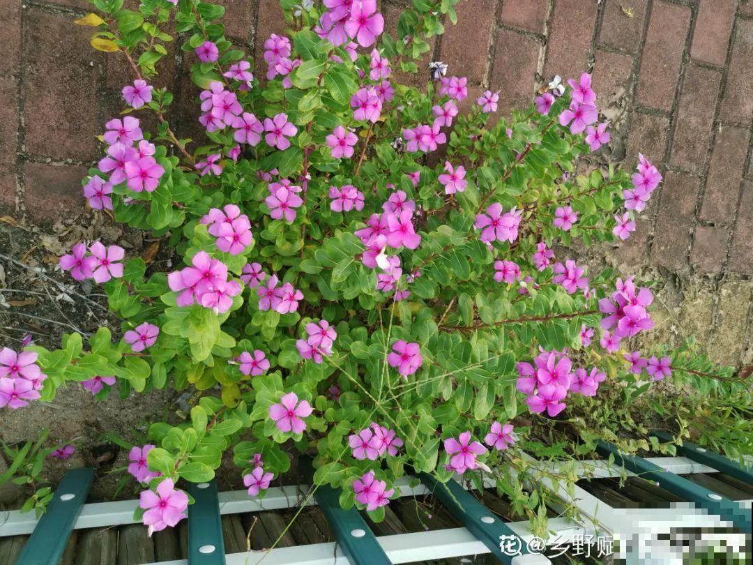 20种花不用买，开完花等20天，爆出好多种子！