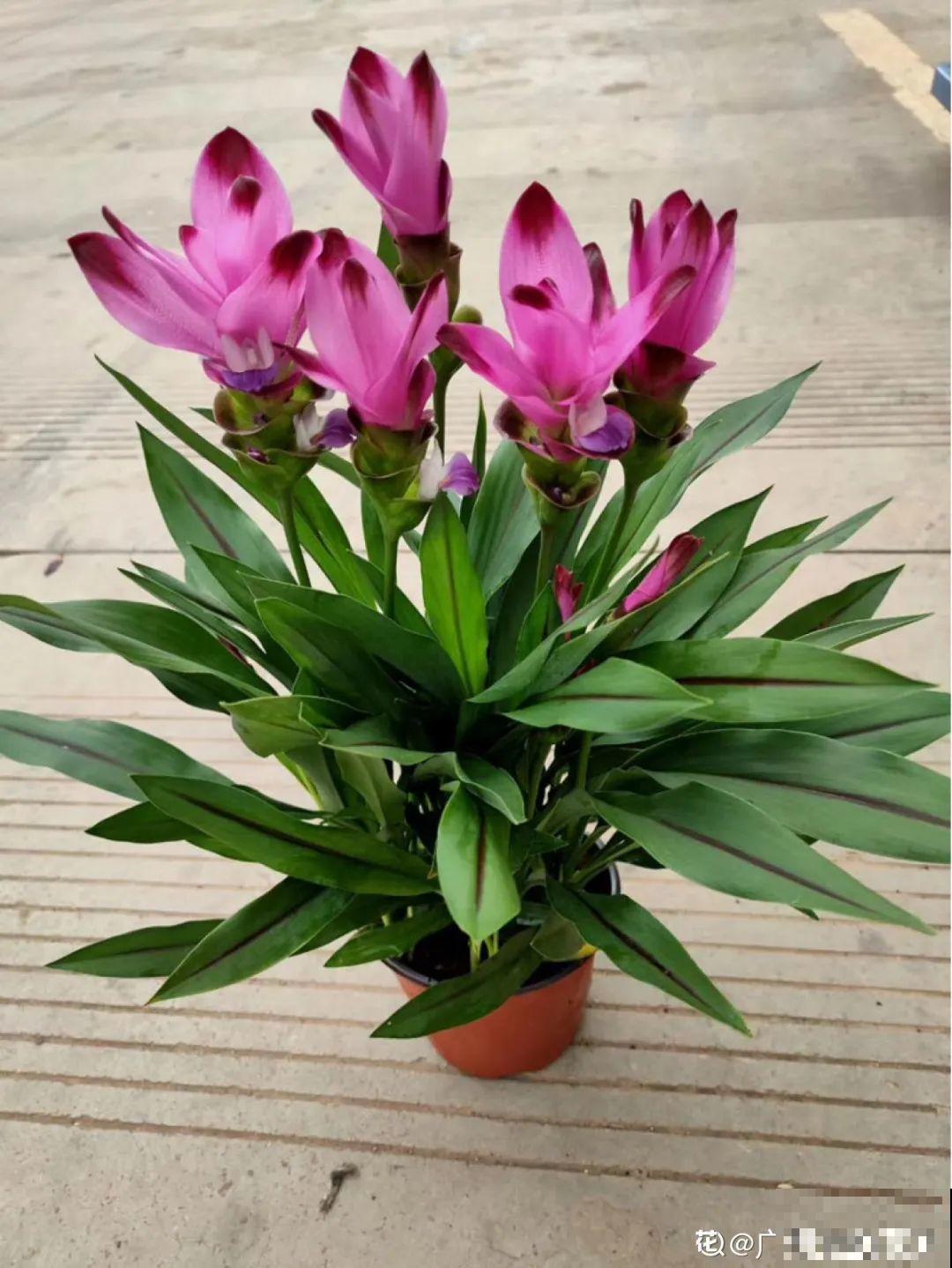 晒不死、热不死的花,越晒花越多,越热长越快 晒不死、热不死的花,越晒花越多,越热长越快