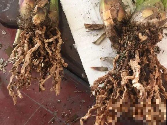 蝴蝶兰现在还不换盆，水苔容易发霉 ，越长越差劲