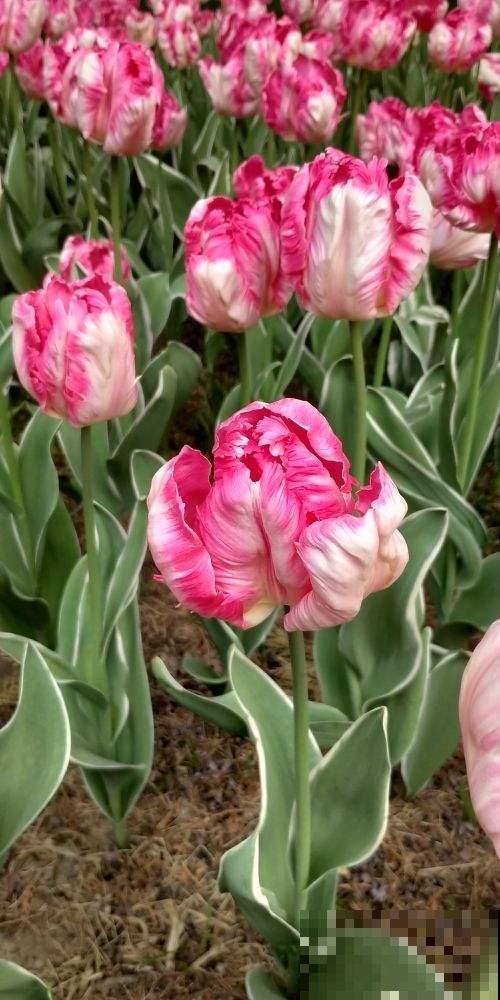 5种花真是“一举两得”,开花之后剪下来,插花瓶里颜值更高 5种花真是“一举两得”,开花之后剪下来,插花瓶里颜值更高