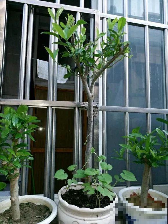 春天最佳繁殖季，扦插播种分株压条，成活率特高