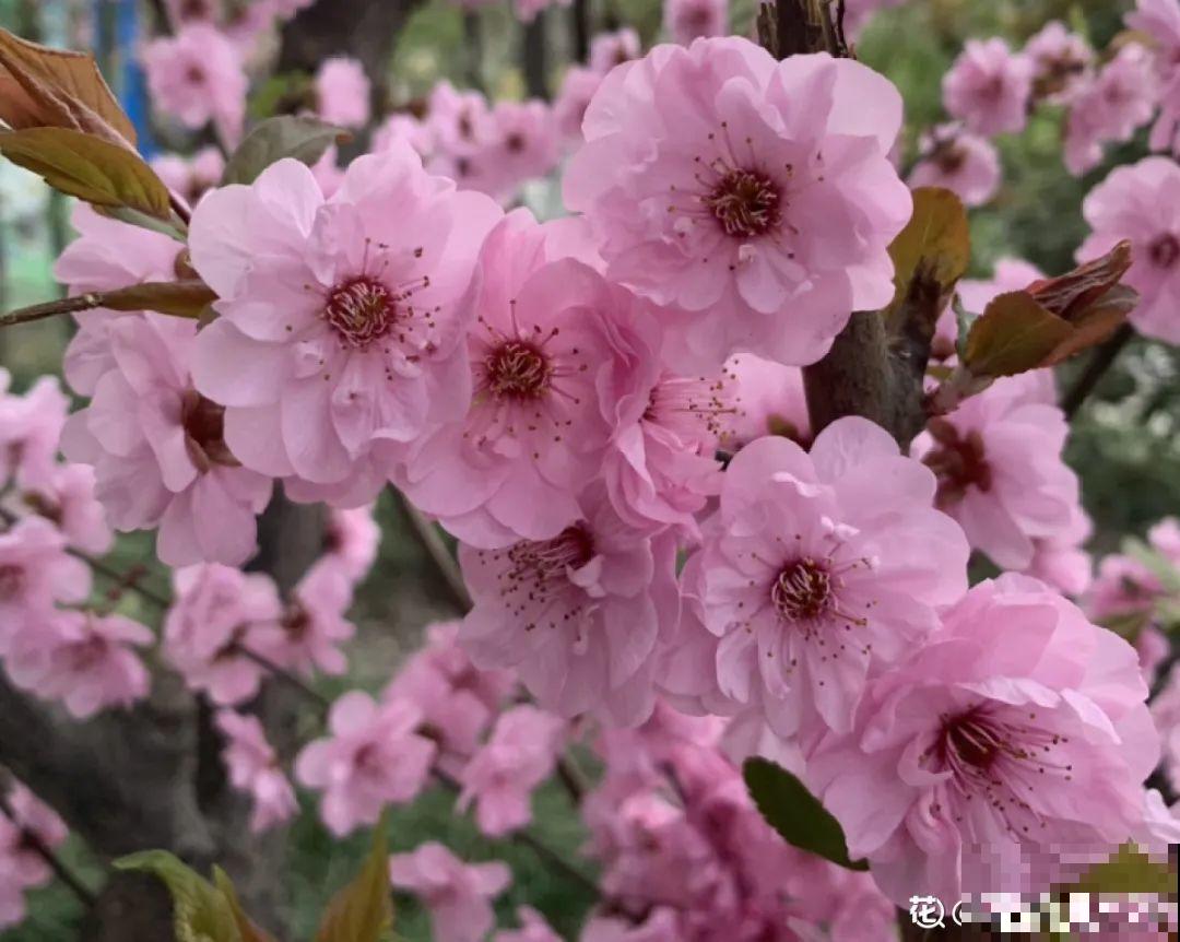 清明赏花，带上这份花卉图谱，变身行走的识花机器