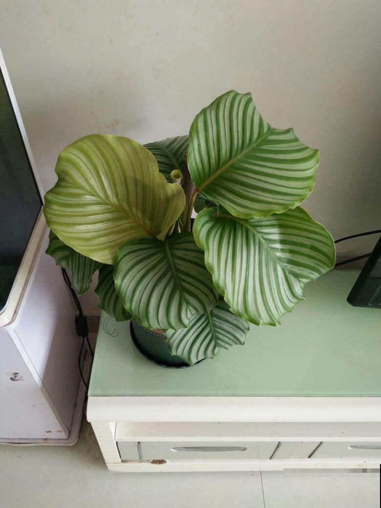 5种花现在要挪地儿,不能再晒了,不然叶子全黄了 5种花现在要挪地儿,不能再晒了,不然叶子全黄了