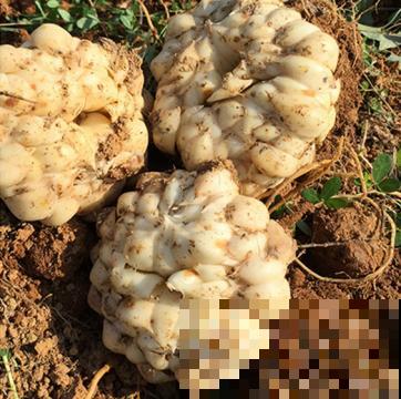 4种花可食用百合，煲汤做菜做甜品，花朵也艳丽多彩