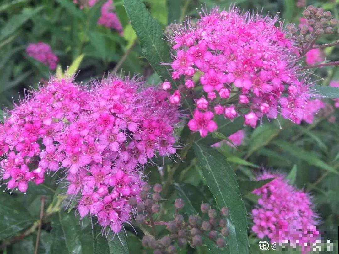 5月出门,收下这份百花图谱,啥花都能叫上名! 5月出门,收下这份百花图谱,啥花都能叫上名!