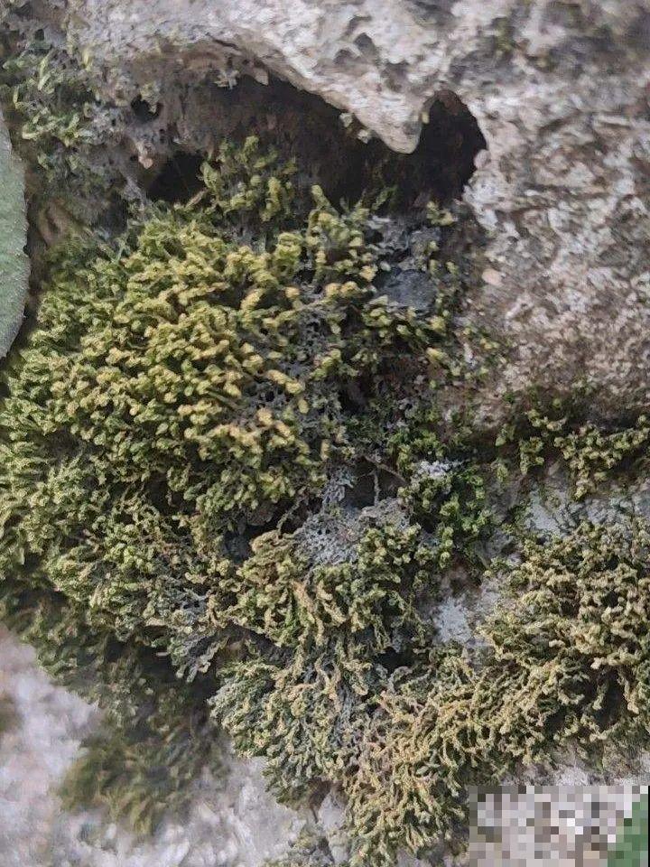 山上遇到“还魂”草,千万不要挖,养不活还破坏环境 山上遇到“还魂”草,千万不要挖,养不活还破坏环境