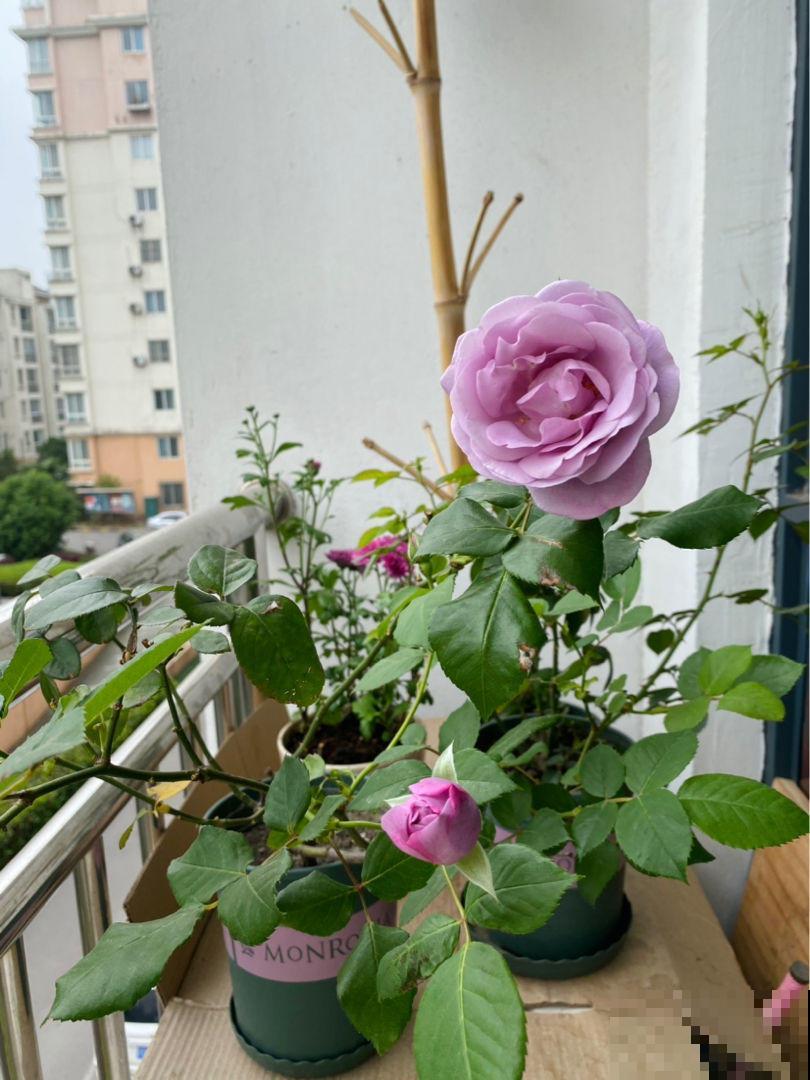 养月季的一些常见问题，现在教你怎么治，让花重新长旺！