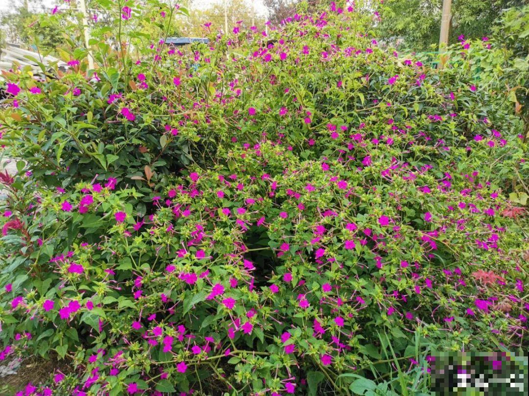 入侵植物太可怕，周围的草全被缠死，谨慎养护
