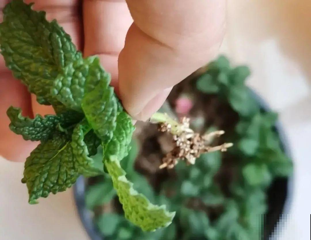 春天开始养薄荷, 等到天热了,爆出一大盆 春天开始养薄荷, 等到天热了,爆出一大盆