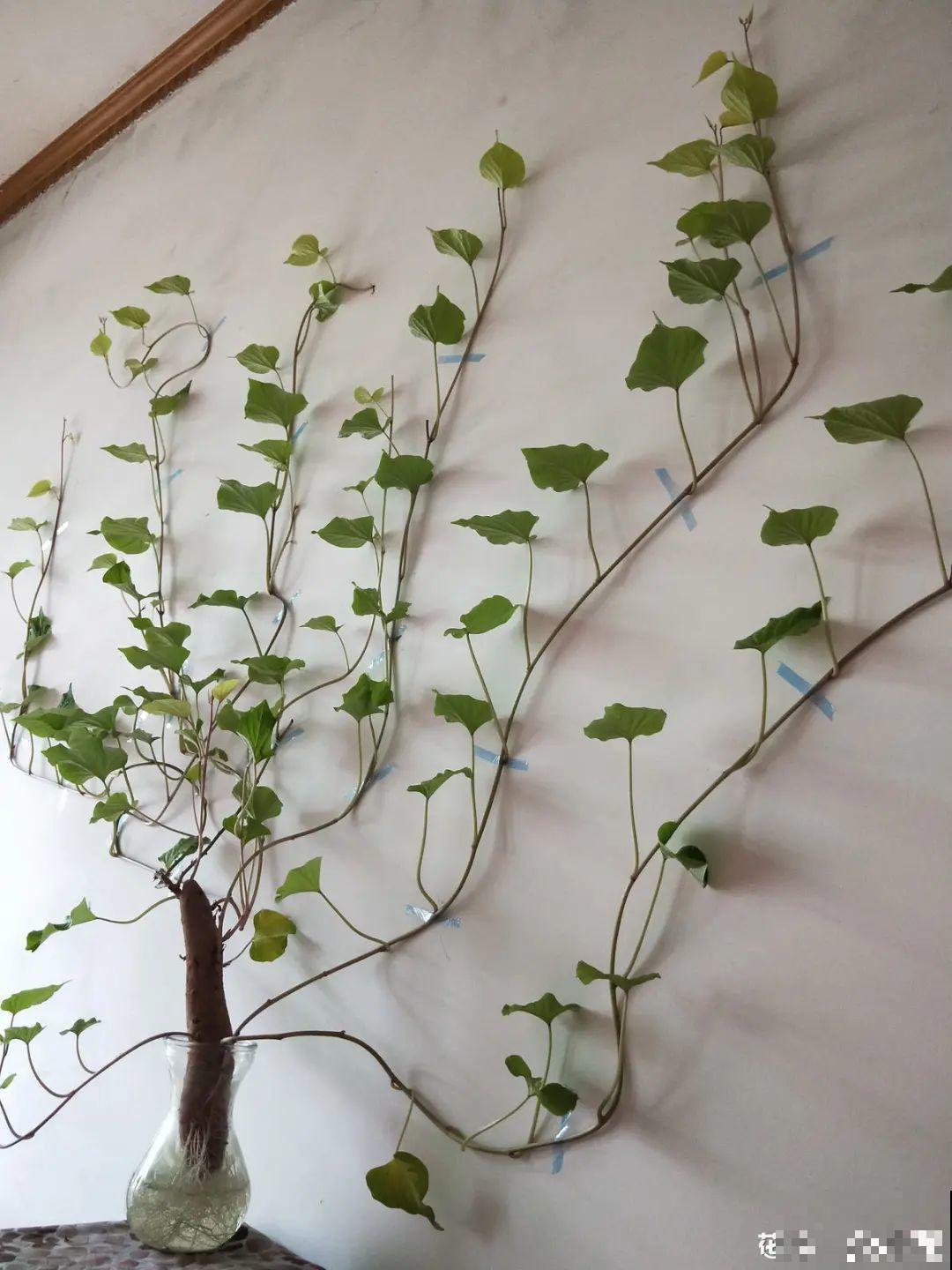 绿萝可以扔了,养盆“格调”花,颜值高还有气质 绿萝可以扔了,养盆“格调”花,颜值高还有气质