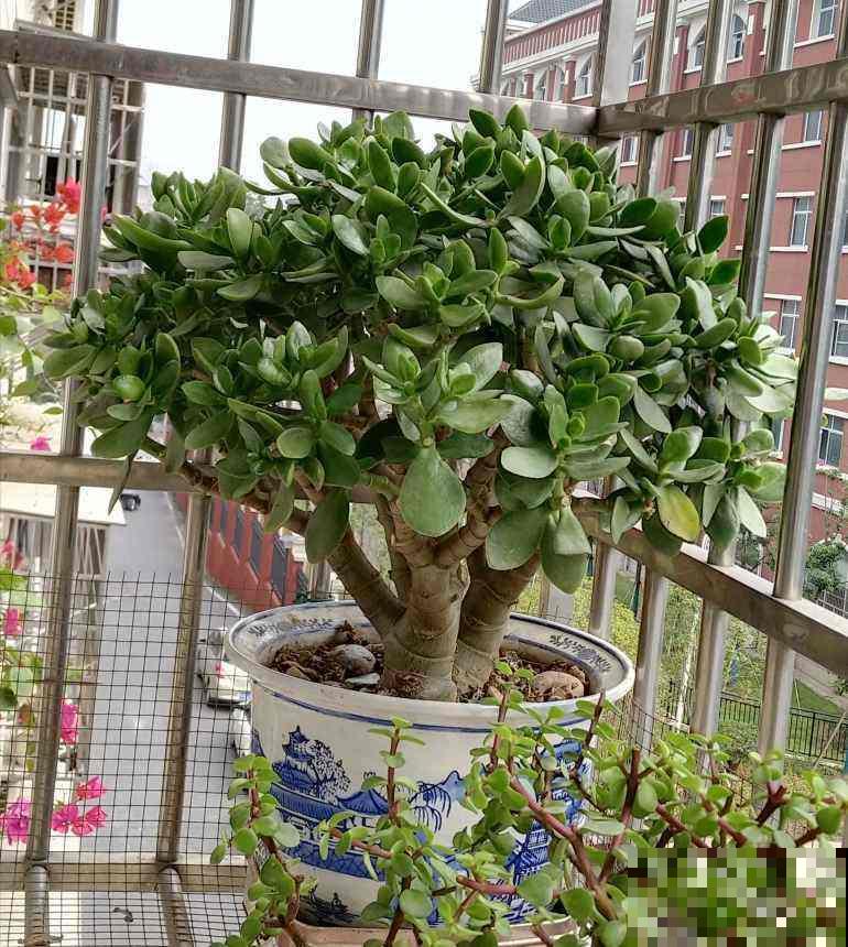 玉树开花真是“好兆头”,吉祥如意还镇宅,记住养护要点最重要 玉树开花真是“好兆头”,吉祥如意还镇宅,记住养护要点最重要