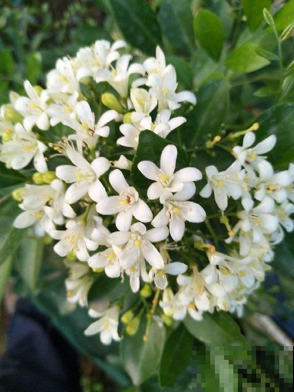 院子里种棵香香花，夏天开满枝条，满院子都是花香