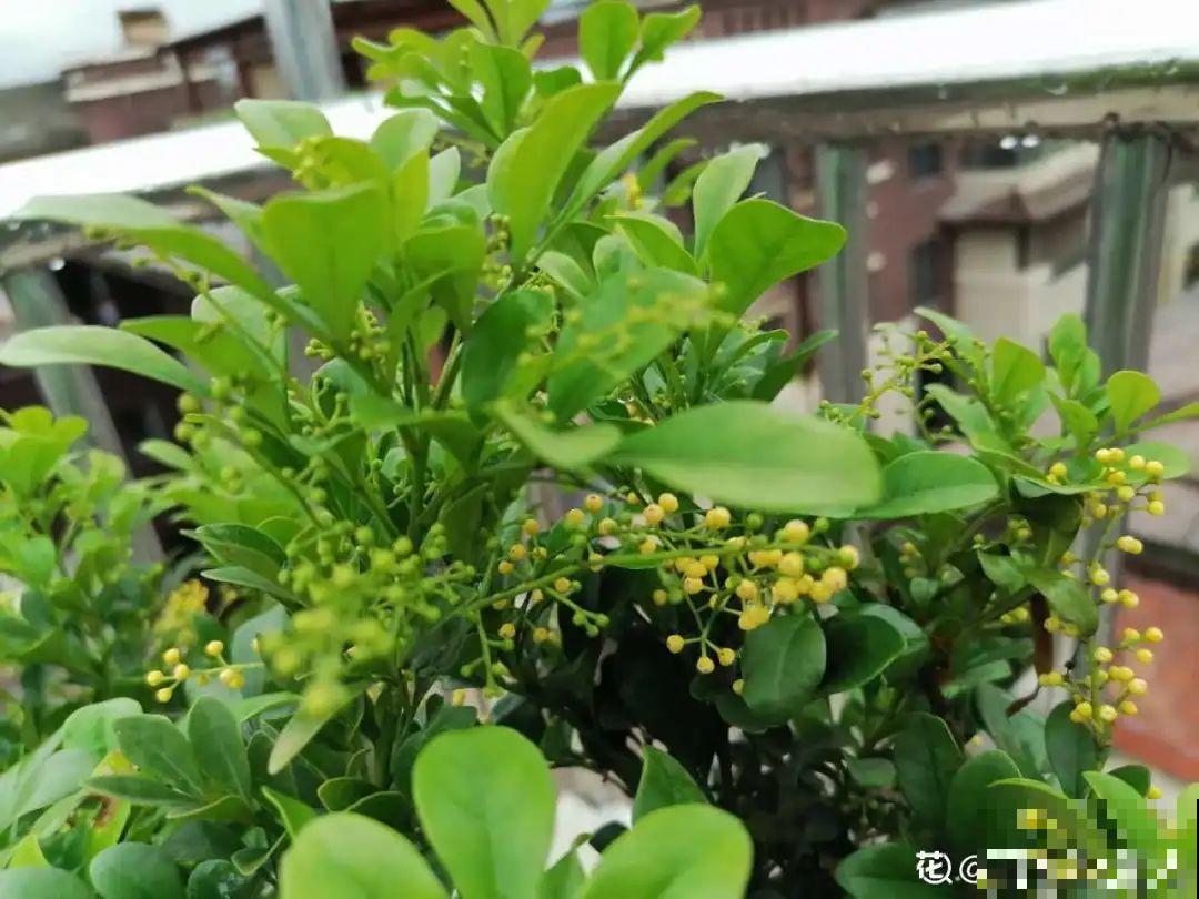 春天肥料要用对，根据植株种类施，效果更好