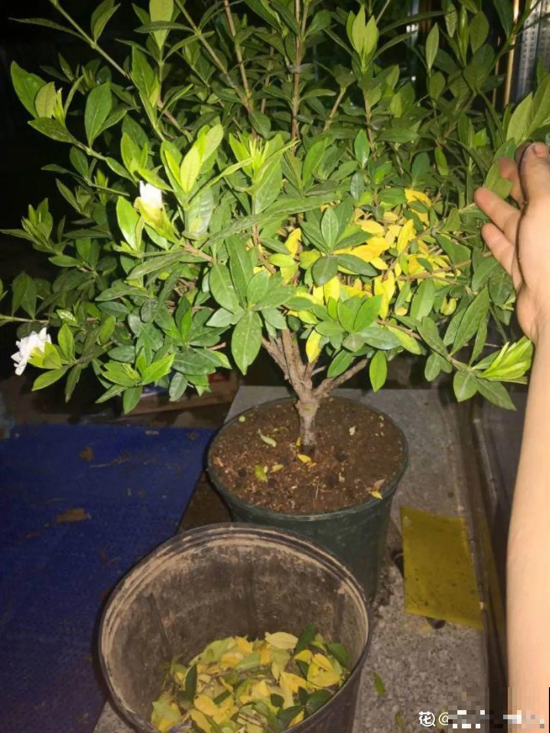 天热了，20种花最怕浇水，浇得越多，死得越快！