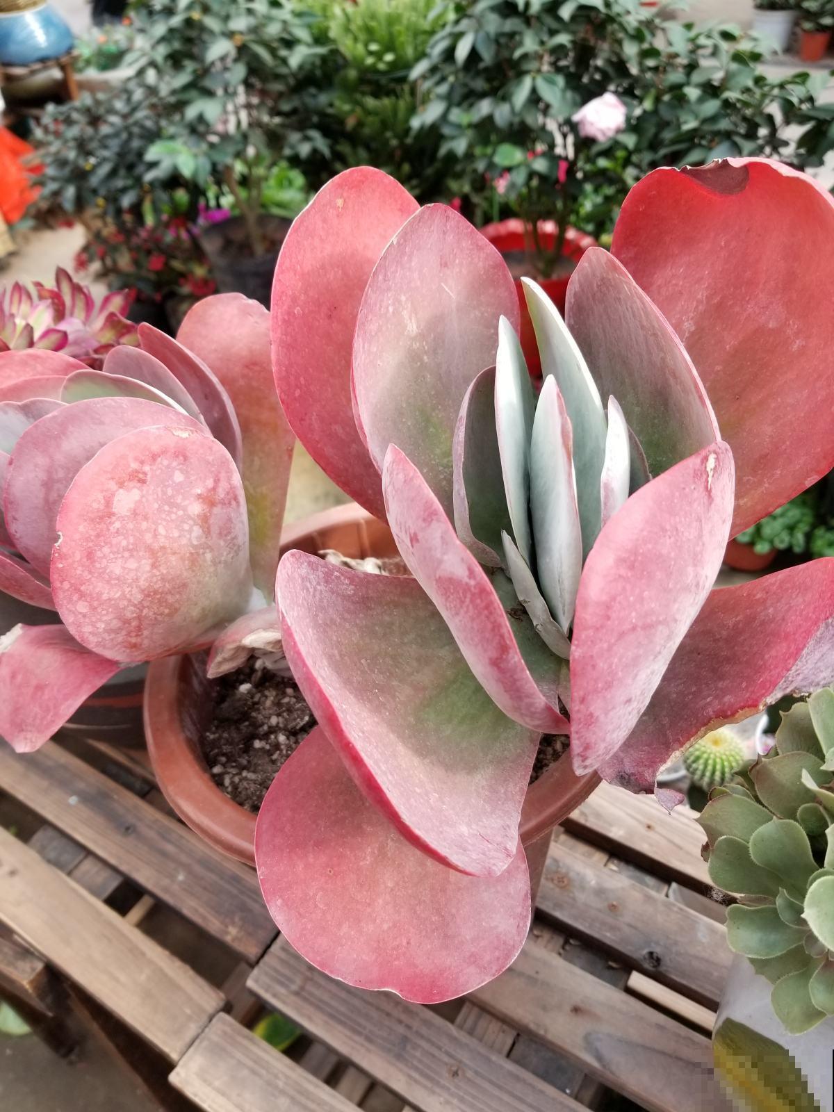 多肉养不旺？稍微加点技巧，蹭蹭“长肉”！