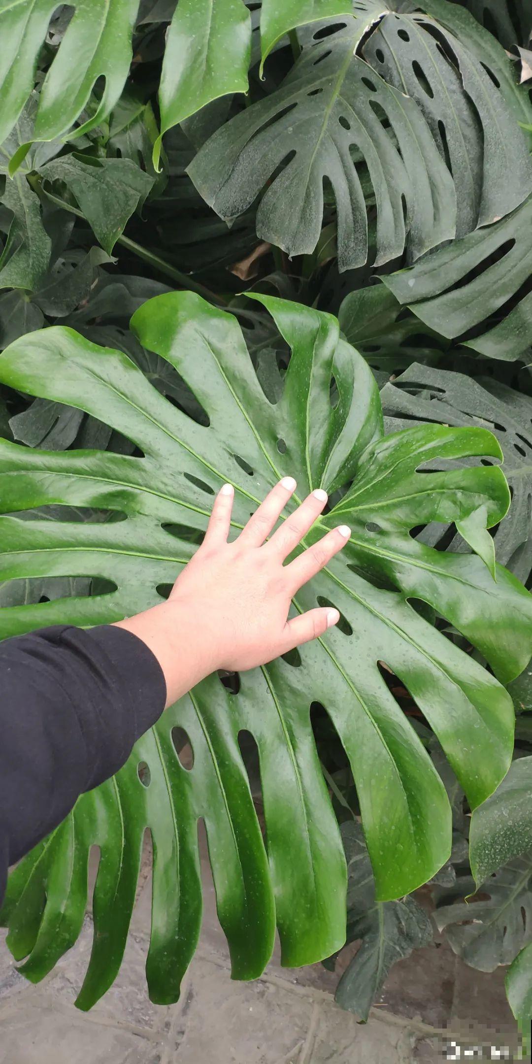 家里的绿植特高大，像是进了热带雨林，热气都跑光了