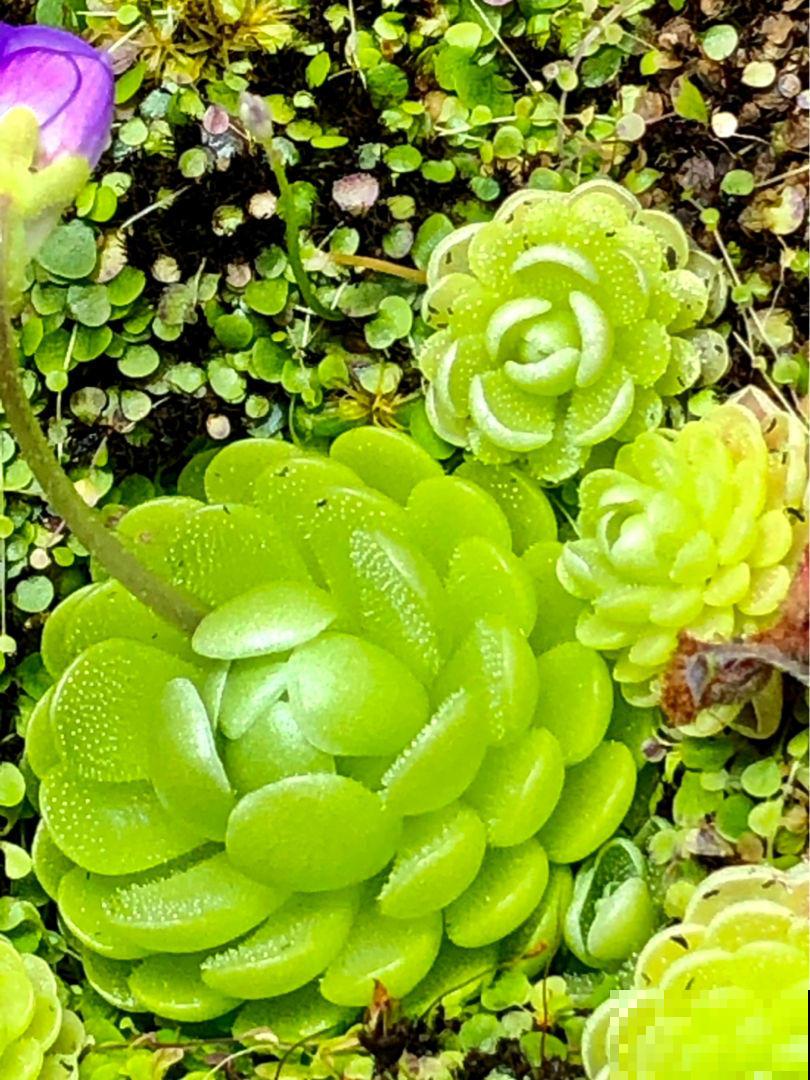 小巧可爱的吃虫草，简单好养，帮你除去蚊虫烦恼！