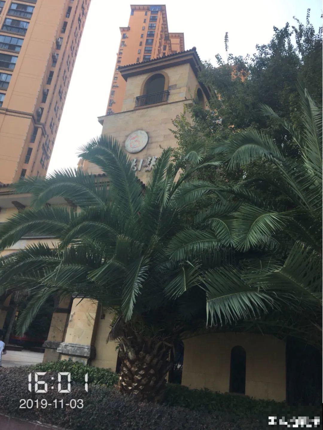 家里养盆镇宅花，越长越霸气，安全感十足