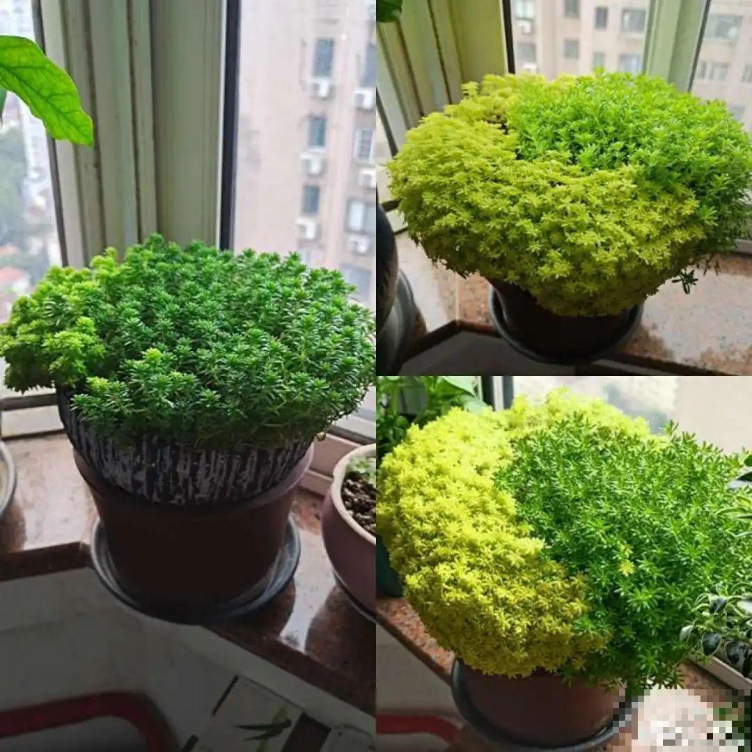 5种铺面多肉,沾土就活,迅速占满每一寸土地 5种铺面多肉,沾土就活,迅速占满每一寸土地