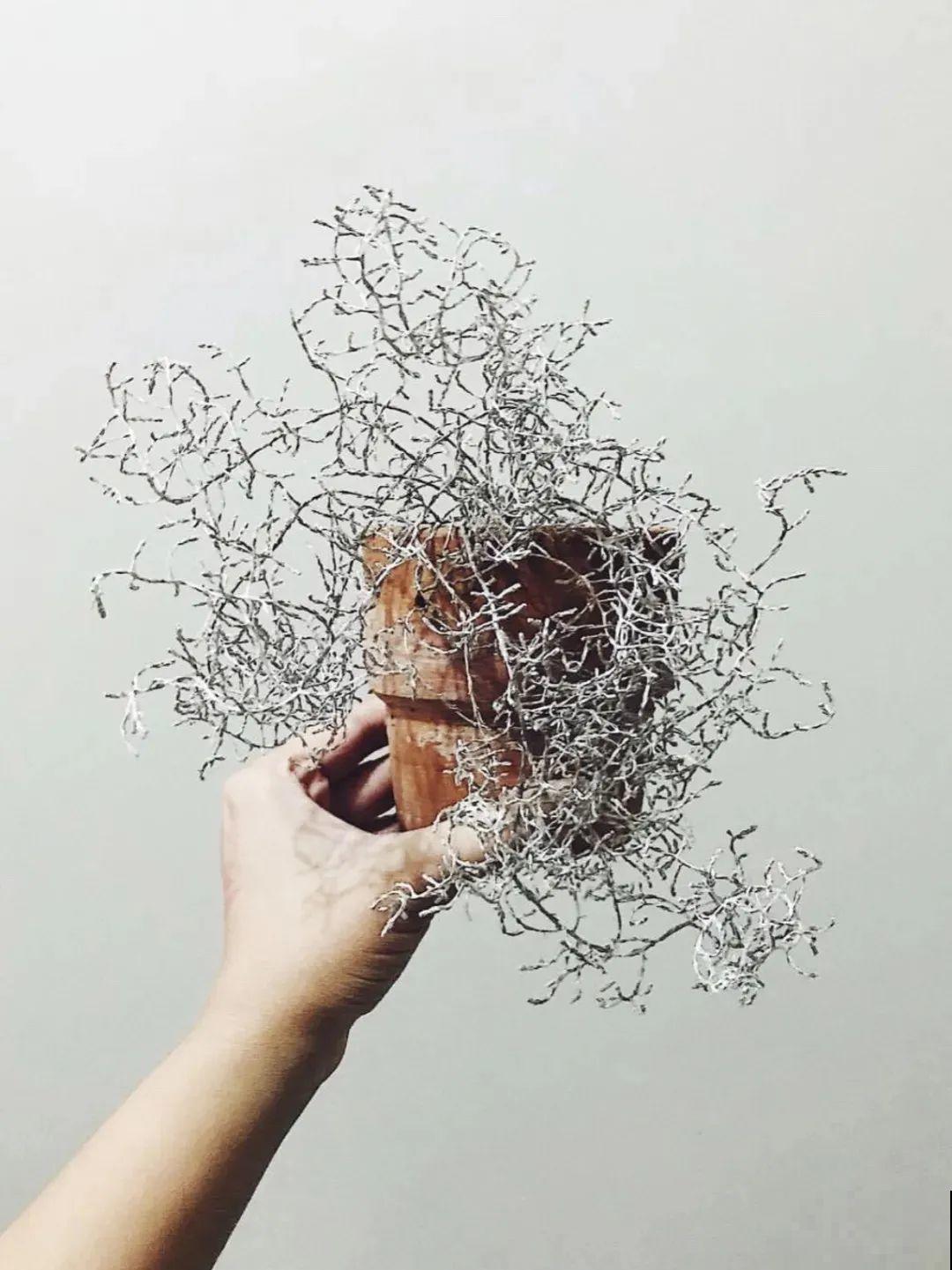 几根枝条插土里，竟然爆满盆，摆家里特别上档次