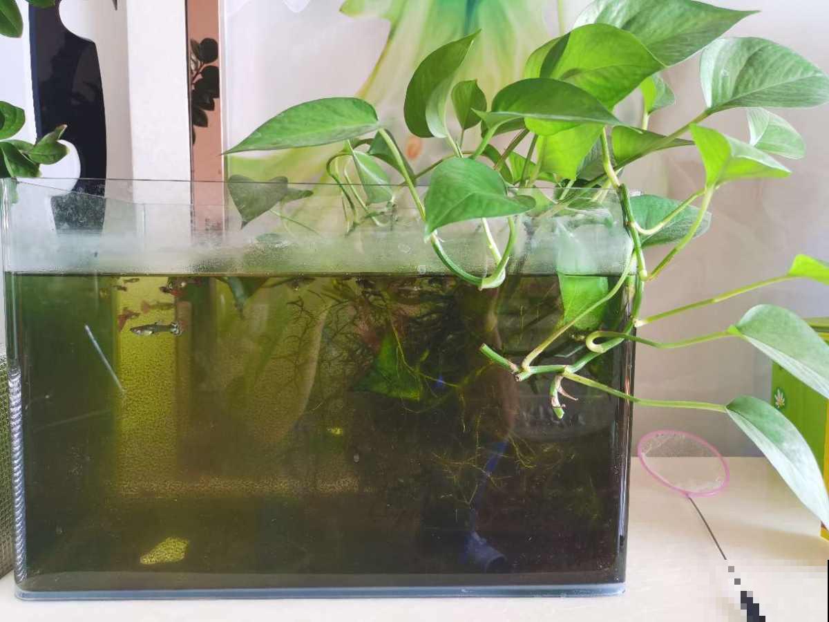 水培植物黄叶了,一招教你解决,叶子迅速变绿! 水培植物黄叶了,一招教你解决,叶子迅速变绿!