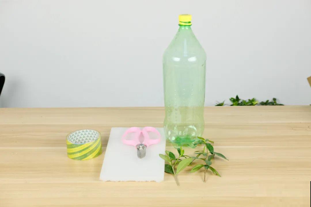 11种常见花，现在扦插，成活率特高