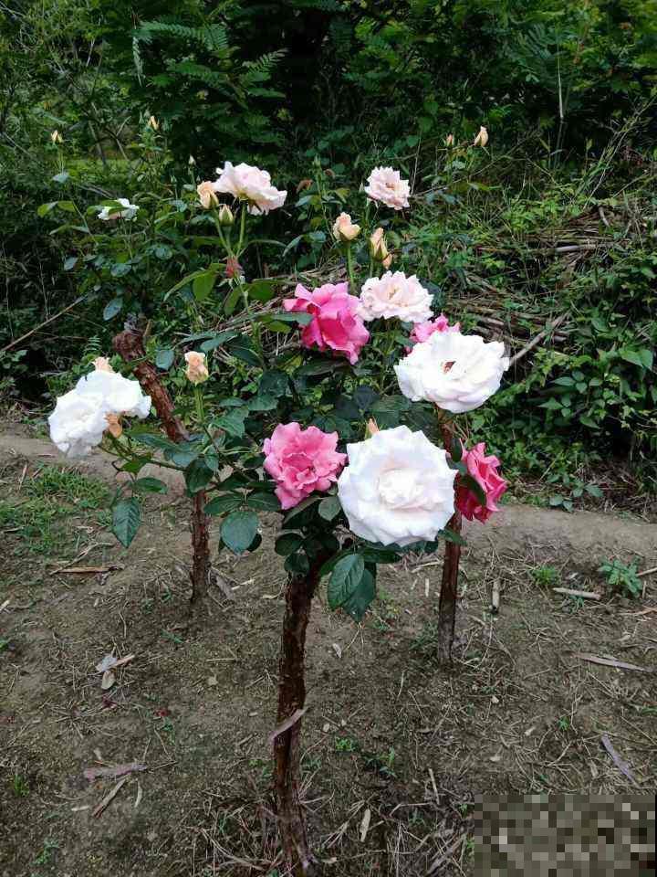 辛辛苦苦养的花，让人偷着剪光了，真的太生气