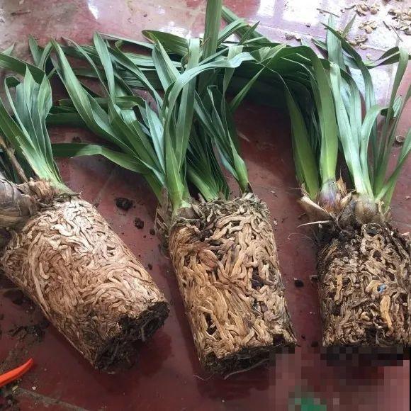 蝴蝶兰现在还不换盆，水苔容易发霉 ，越长越差劲